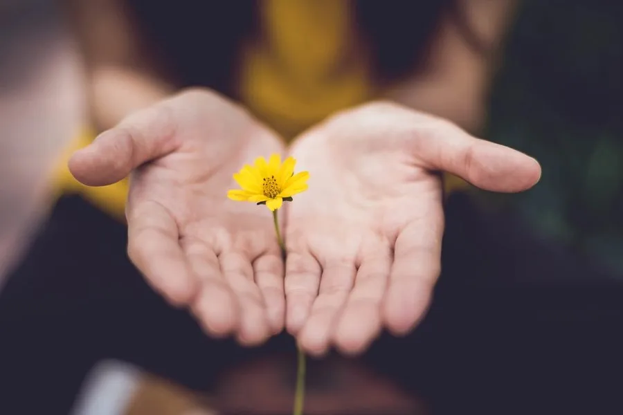 Hands open holding a yellow flower.